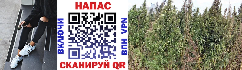 купить наркотики сайты  Суровикино  Канабис ГИДРОПОН 